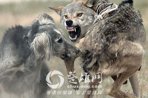 哈士奇24.jpg
