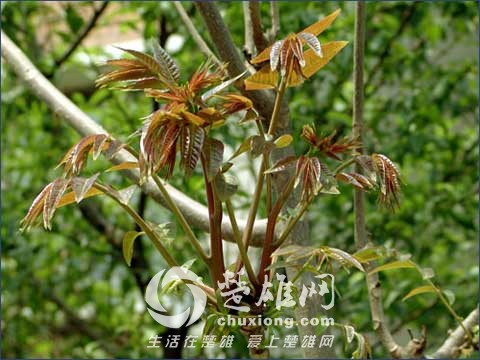 xinsrc_113040713134106201685.jpg