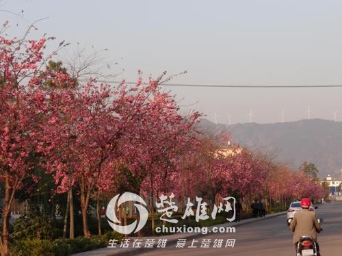 姚安樱花.jpg