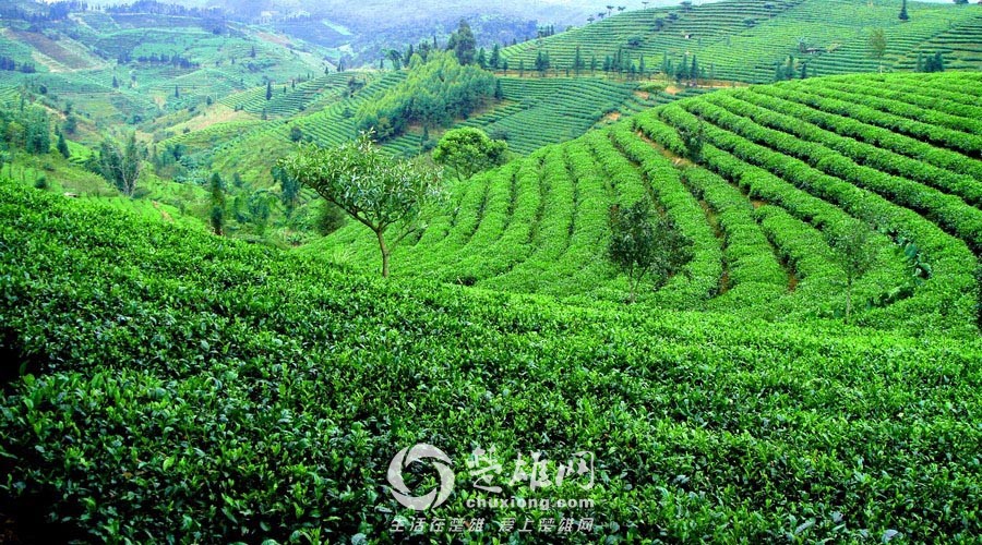 思茅1.jpg