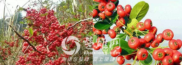 QQ图片20150331162335.png