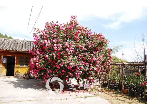 茶花1.png