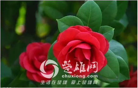 茶花2.png