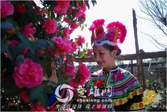 茶花3.png