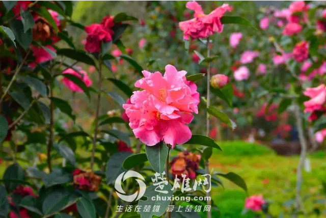 茶花4.png