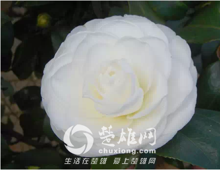 茶花5.png