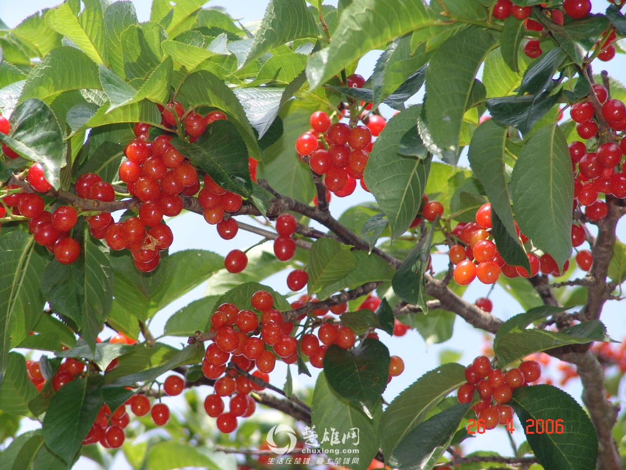 f6568_1.jpg