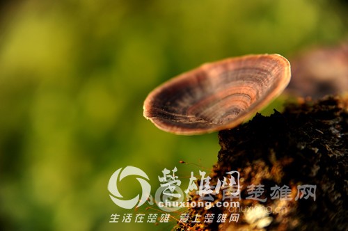 9700_500x500.jpg