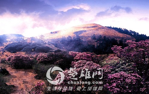 百草岭看花1.jpg