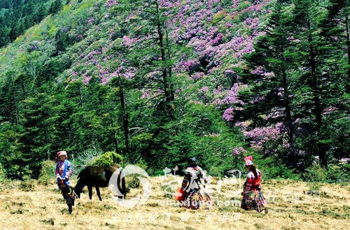 百草岭看花2.jpg