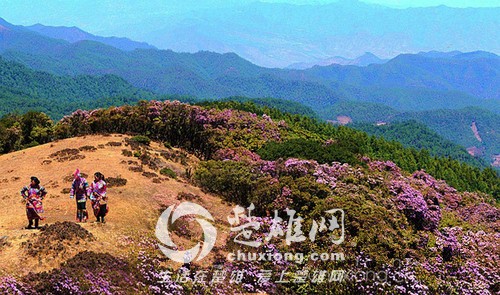 百草岭看花3.jpg