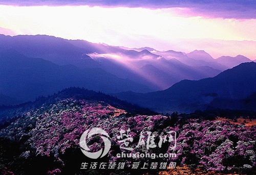 百草岭看花4.jpg