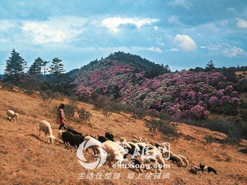 百草岭看花5.jpg
