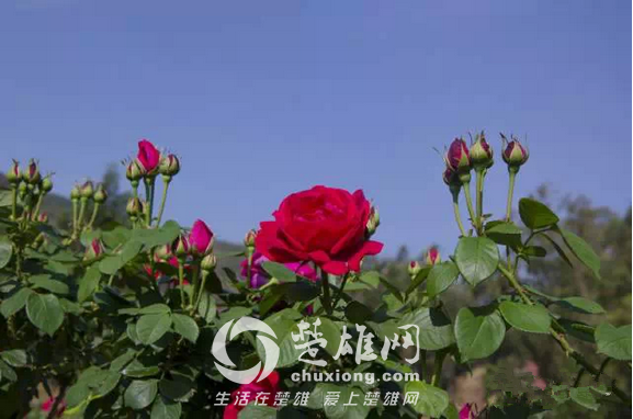 玫瑰3.png