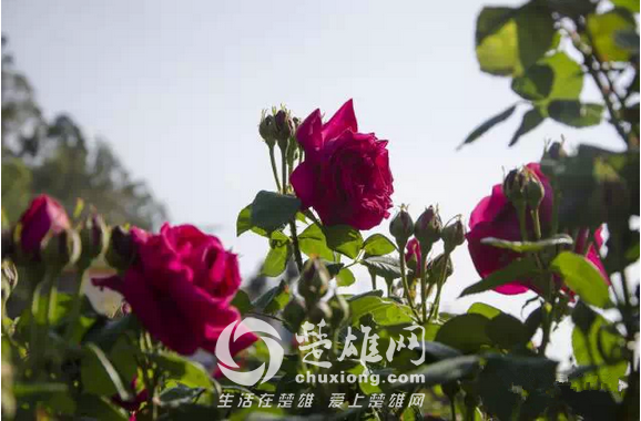 玫瑰8.png
