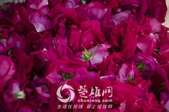 玫瑰16.png
