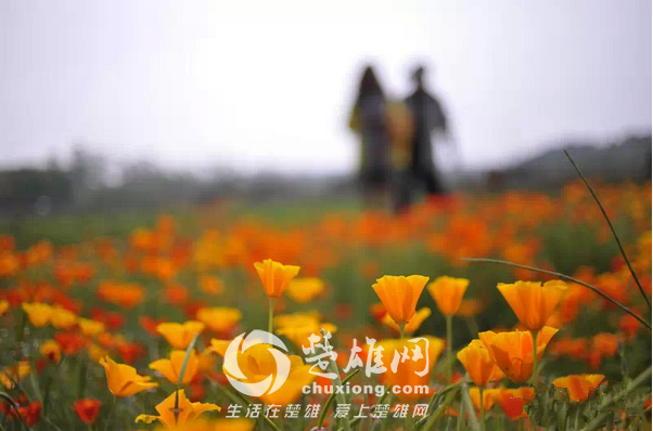 永仁看花1.png