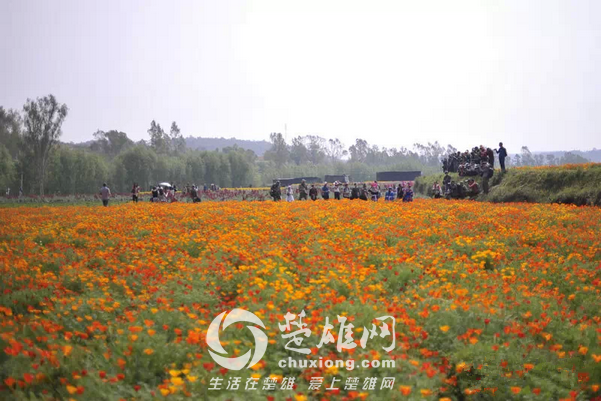 永仁看花2.png
