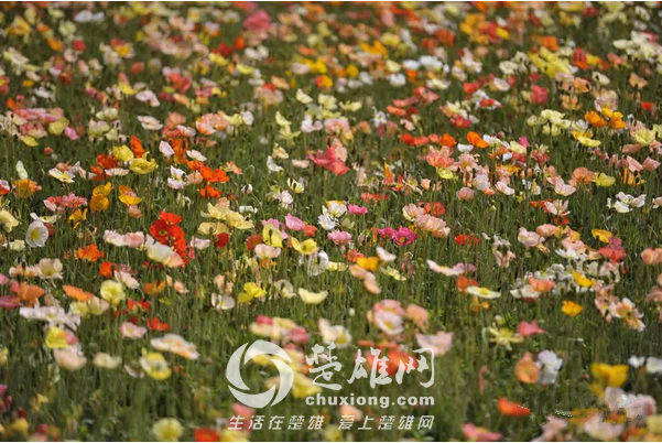 永仁看花4.png