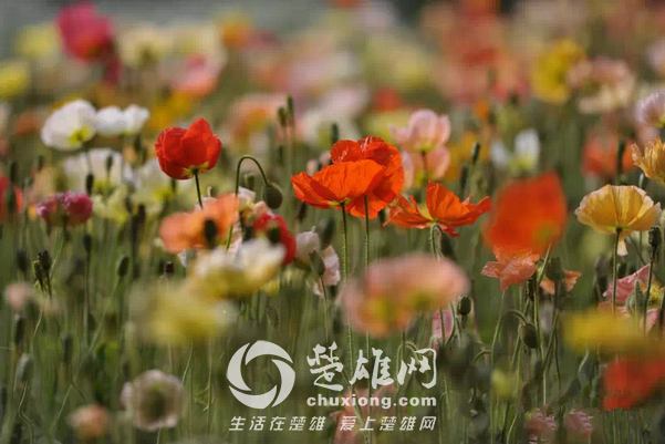 永仁看花5.png