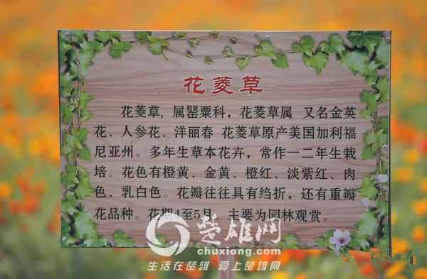 永仁看花7.png