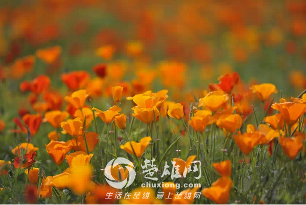 永仁看花9.png
