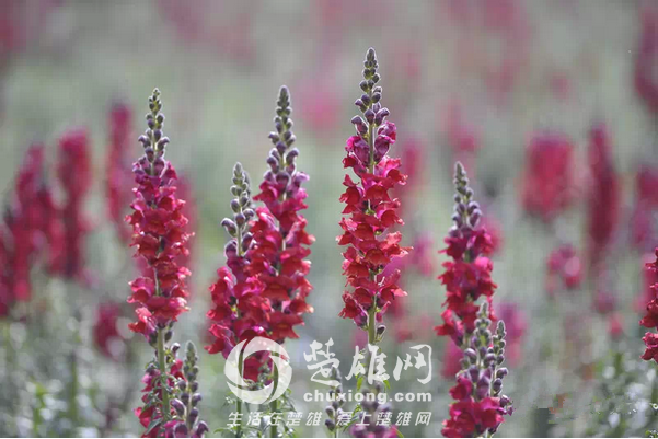 永仁看花10.png