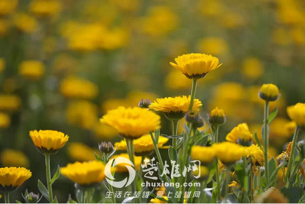 永仁看花11.png