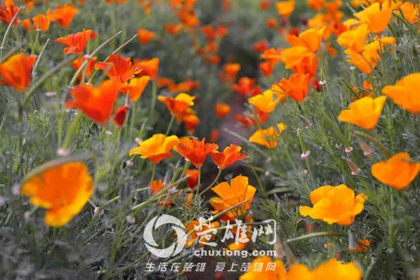 永仁看花12.png