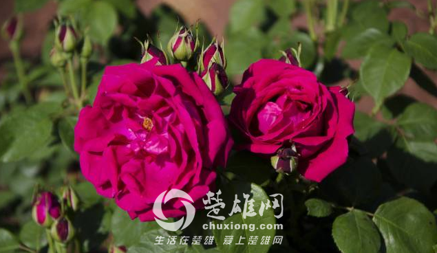 QQ图片20150421141017.png