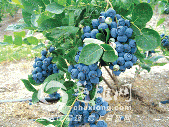 f6614_2.gif