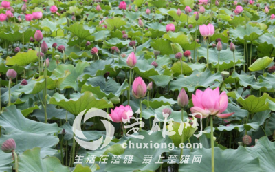t017ff68d972f8521d9.png