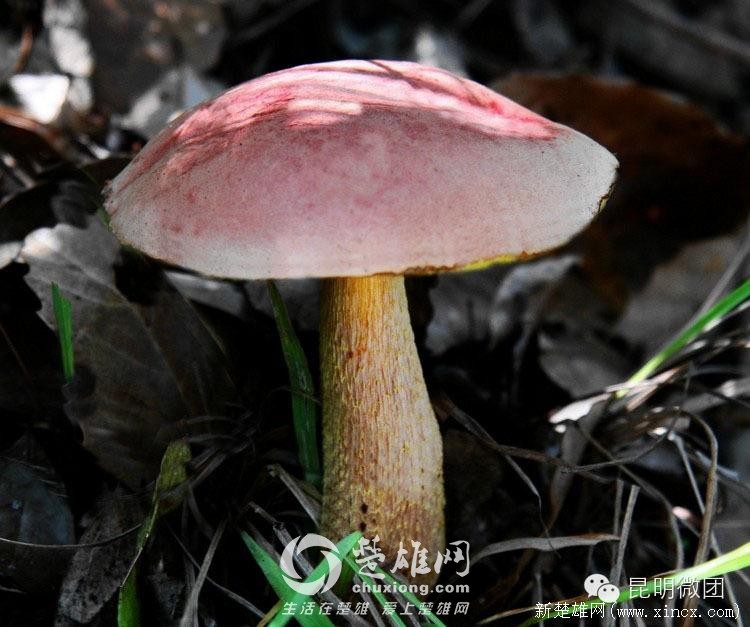 奇奇_431_3.jpg