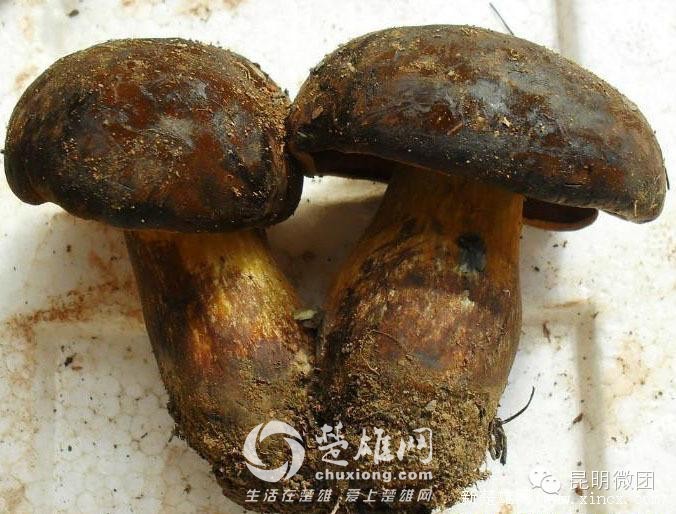 奇奇_544_2.jpg