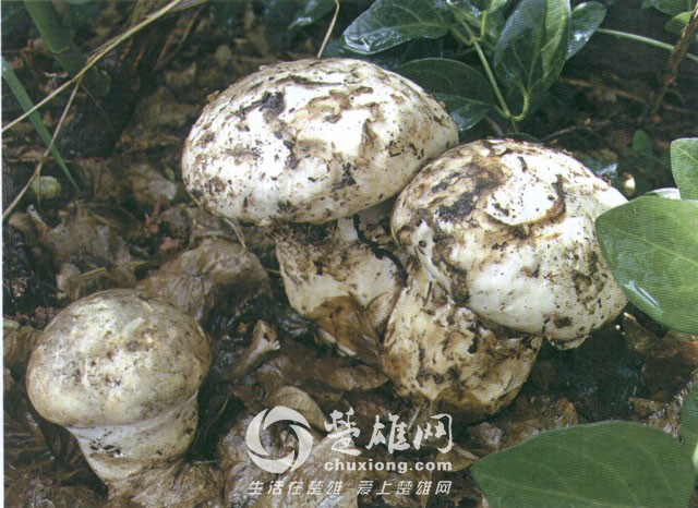 9af74e00xb3c723405d58&amp;690.jpg