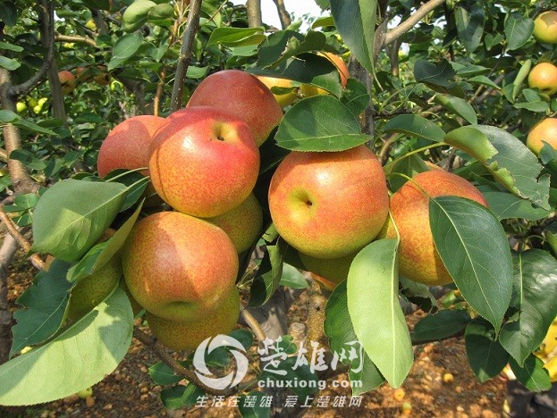 f6823_1.jpg