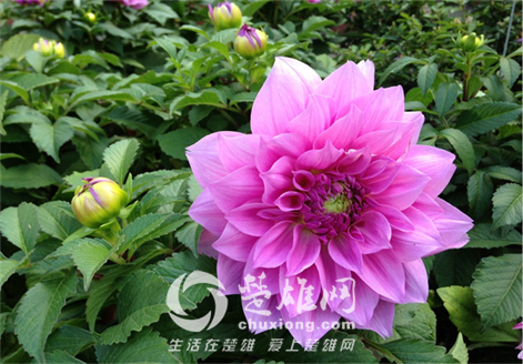 f6850_4.png