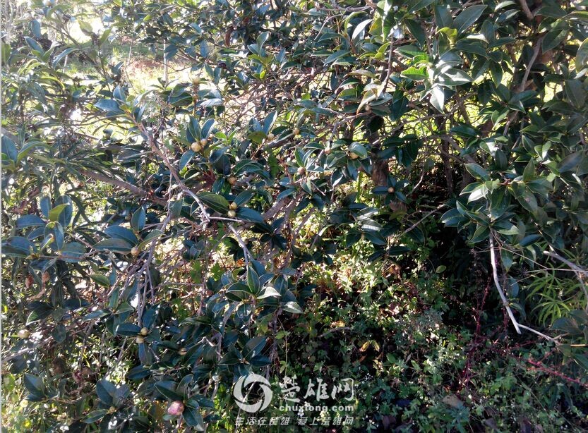 QQ图片20151117154954.jpg