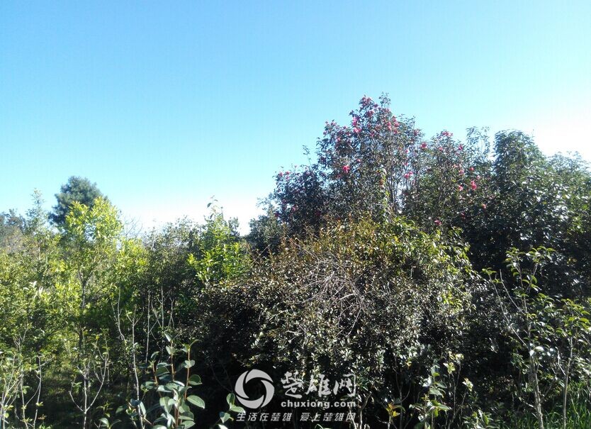 QQ图片20151117154942.jpg