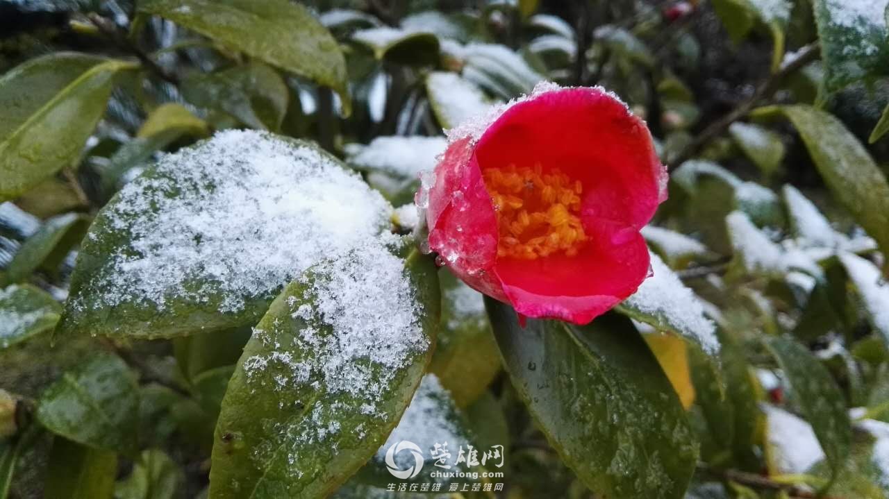 楚雄网_20151219_001220.jpg