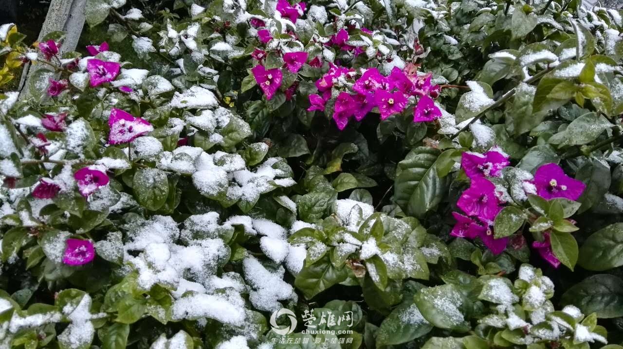 楚雄网_20151219_001222.jpg