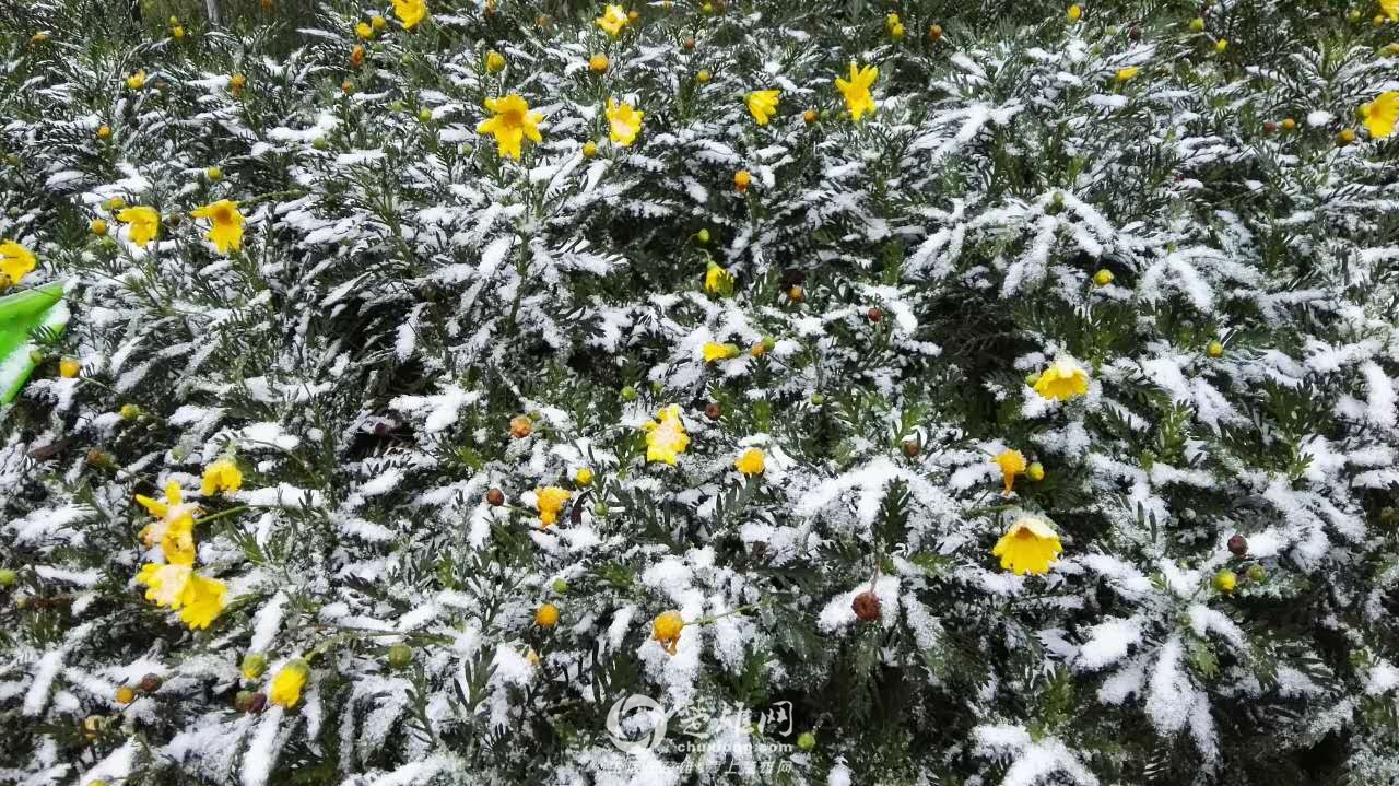 楚雄网_20151219_001223.jpg