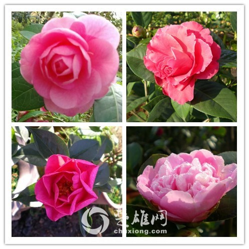 茶花.jpg