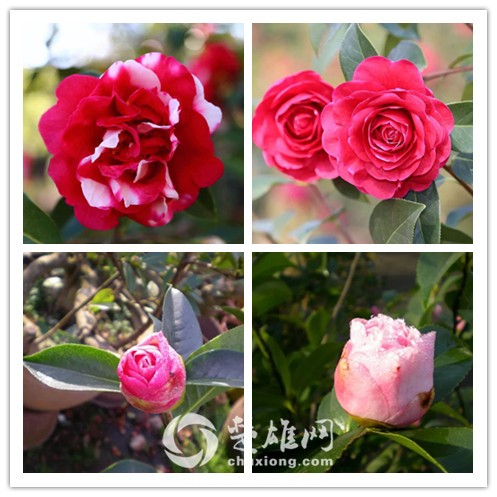 茶花2.jpg