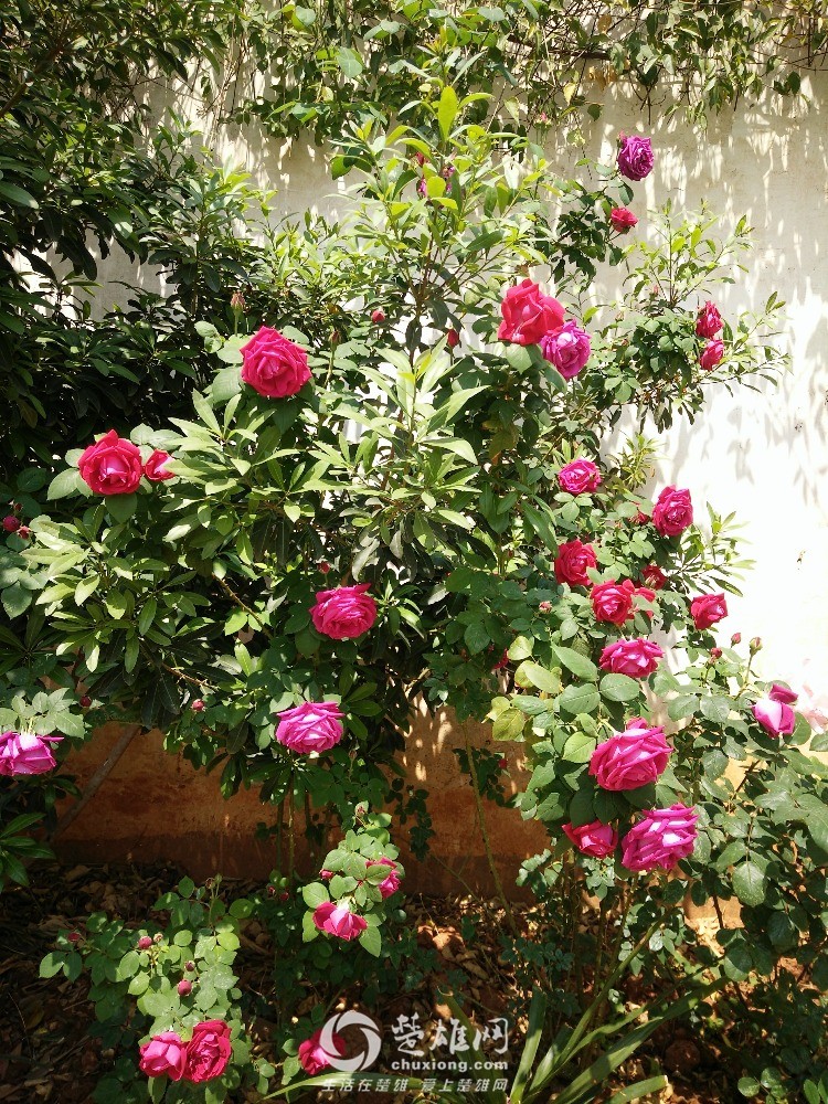 IMG20160411121306.jpg