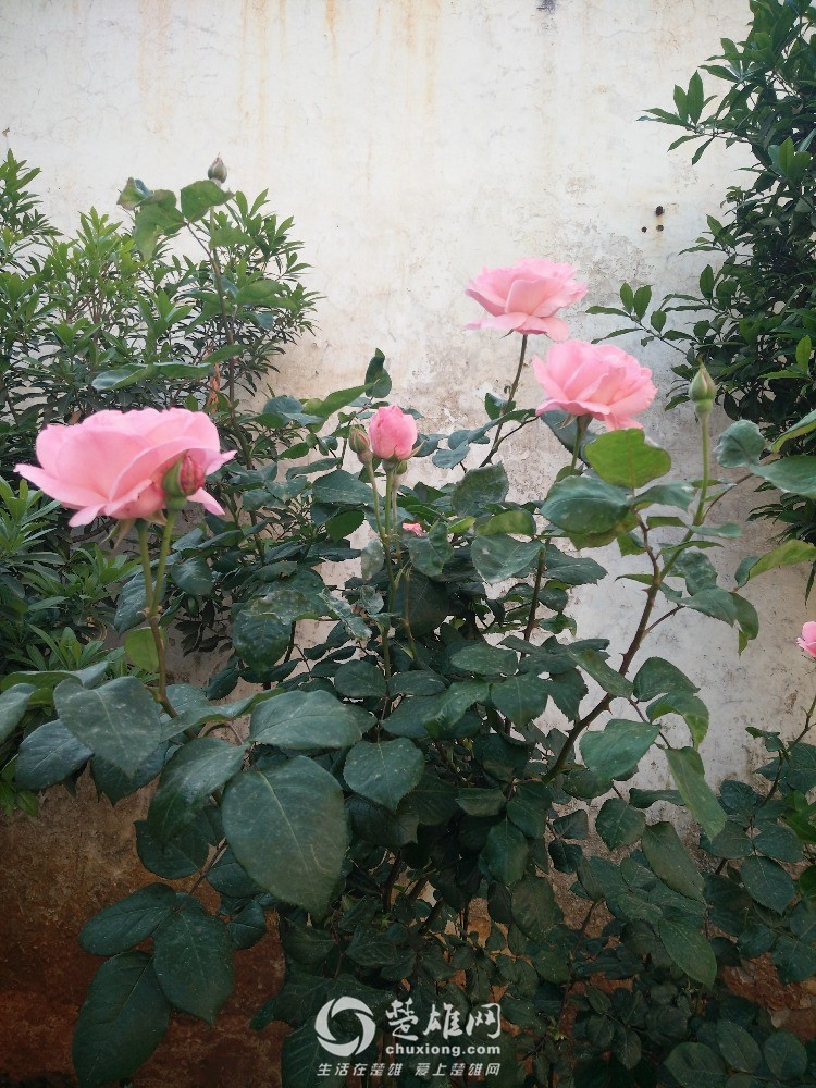 IMG20160411083426.jpg