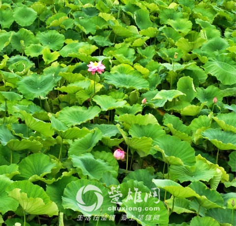 IMG_4851_meitu_51.jpg