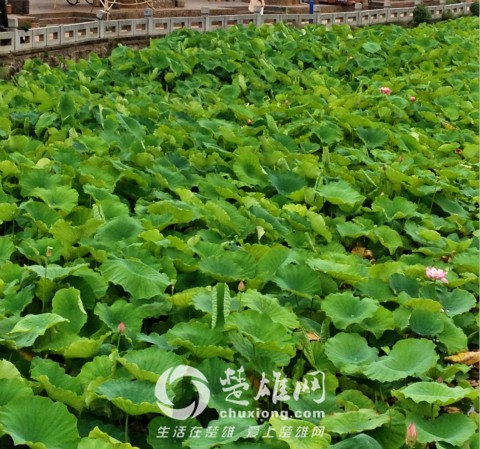 IMG_4849_meitu_46.jpg