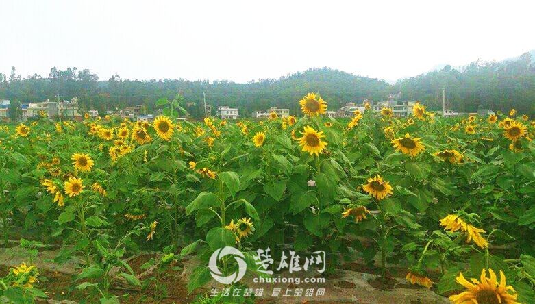QQ图片20160818104035.jpg