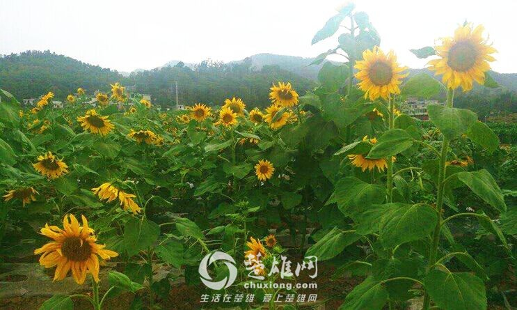 QQ图片20160818104138.jpg